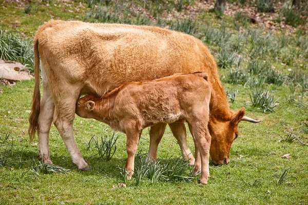 Ternero Destetado Amamantando Madre Ganado Bovino Enfermera —  Fotos de Stock