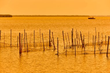 Gün batımında La Albufera 'da pirinç tarlası. Valencia. İspanya
