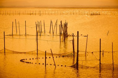 Gün batımında La Albufera 'da pirinç tarlası. Valencia. İspanya