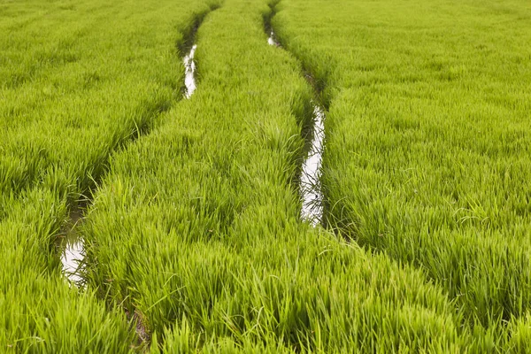 Plantación Arroz Verde Pantano Albufera Valencia España — Foto de Stock