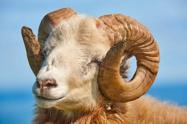 Testa Agnello Pecora Pascolo Sotto Cielo Blu Sulle Isole Faroe — Foto Stock