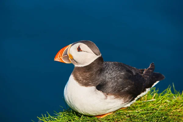 Puffin Klifach Mykines Oceanie Atlantyckim Wyspy Owcze Ptaki — Zdjęcie stockowe