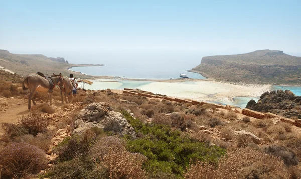 Asini in montagna. Spiaggia di Balos. Creta — Foto Stock