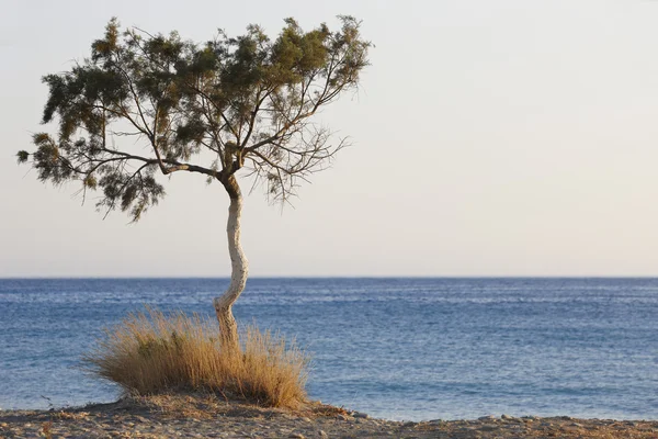 Tree and Mediterranean sea at sunset in Plakias. Crete. Greece — Stock Photo, Image