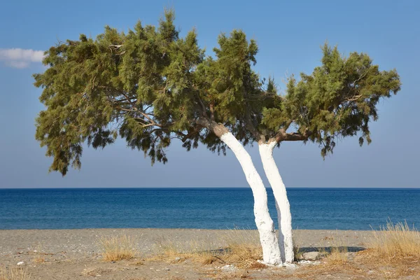 Árbol y mar Mediterráneo al amanecer en Plakias. Creta. Países Bajos — Foto de Stock