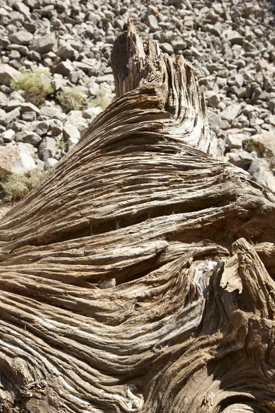 Θάνατο κορμό με γραμμές στο ξύλο — Φωτογραφία Αρχείου