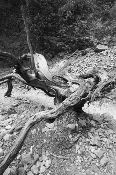 Totenstamm mit Leinen in der Imbros-Schlucht — Stockfoto