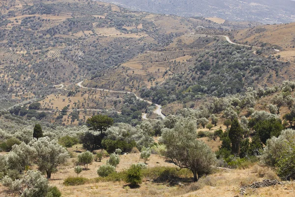 Girit Amari vadide ağaç ve yol. Yunanistan — Stok fotoğraf