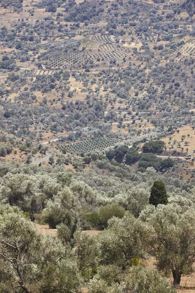 アマリ谷クレタ島の木と道路。ギリシャ — ストック写真