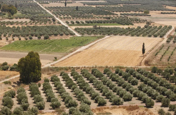 Geleneksel zeytin ağaçları plantation Girit'te. Yunanistan — Stok fotoğraf