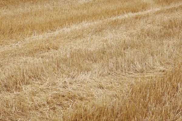 Suelo seco con espigas en tono amarillo — Foto de Stock