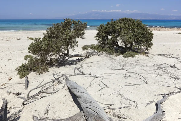 Chrysi island beach nära Kreta. Grekland — Stockfoto