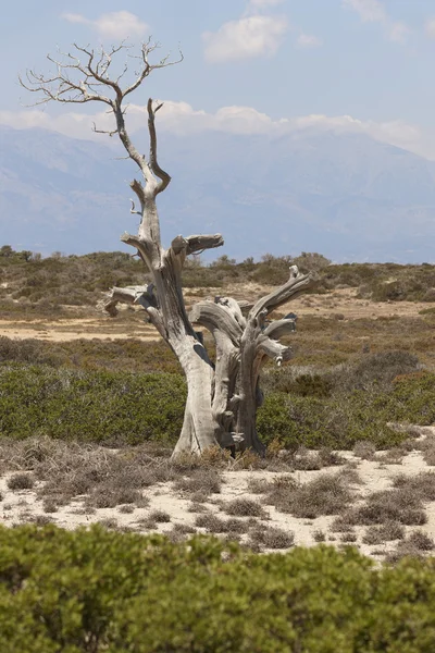 Chrysi island dry cedar near Crete. Greece — Stock Photo, Image