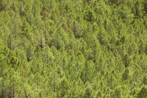 Paisaje del bosque de pinos en España. Teruel. — Foto de Stock