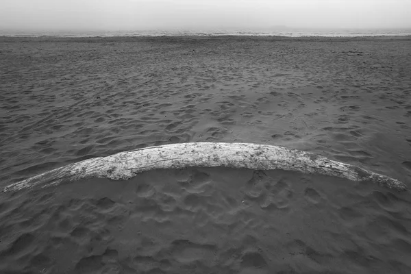 Tronco en la playa en un día de niebla. Canadá — Foto de Stock