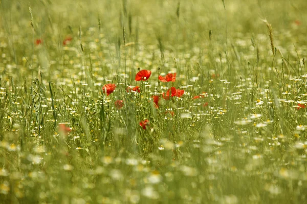 Κόκκινα λουλούδια στην εξοχή. Οριζόντια — Φωτογραφία Αρχείου