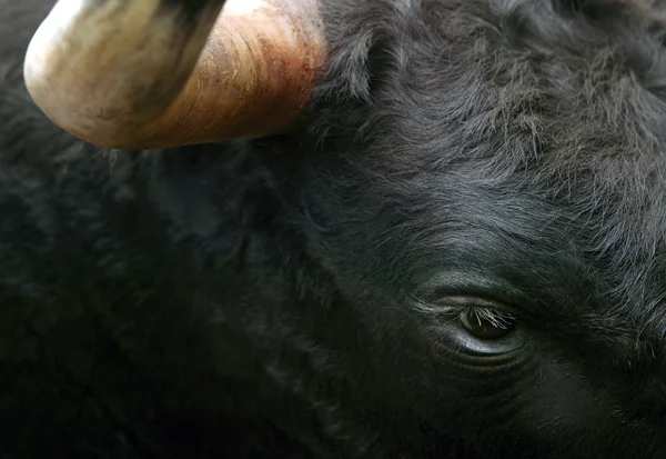 Boğa baş detay yatay biçimde mücadele