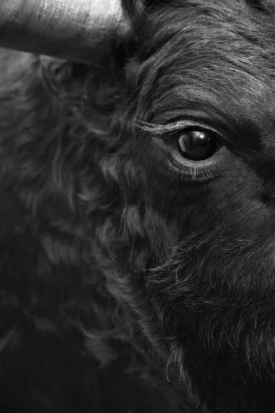 Fighting bull head detail in black and white — Stock Image Fighting bull head detail in black and white Stock Image