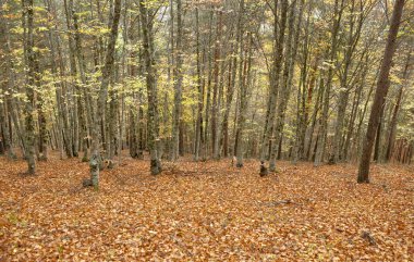 Kayın ormanında sonbahar sıcak sesi ile. İspanya