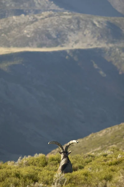 Dağ keçisi şehir dışında. İspanya — Stok fotoğraf