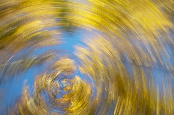 Mouvement circulaire. Forêt de hêtres au ton chaud — Photo