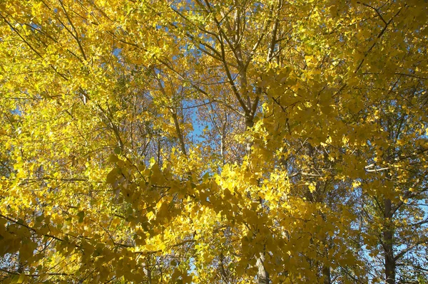 山毛榉森林细节在秋天与温暖的口气。西班牙 — 图库照片