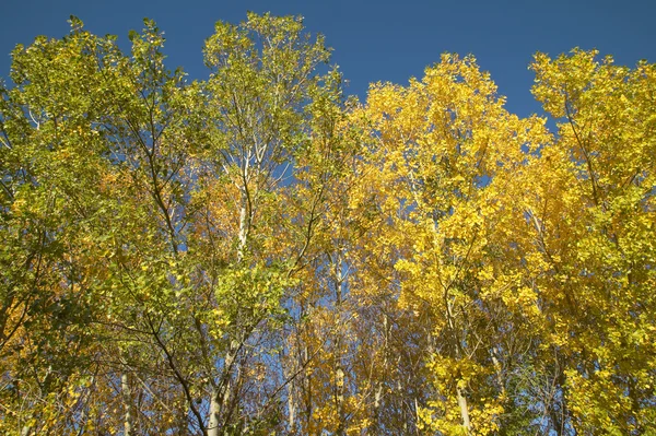 山毛榉森林秋季温暖的色调。西班牙 — 图库照片