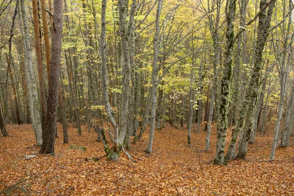Bokskog på hösten med varm ton. Spanien — Stockfoto
