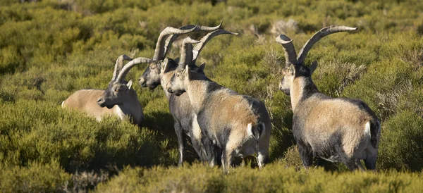 Mountain goat herd in the countryside — Stock Photo, Image