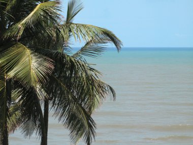 Plajda palmiye ağaçları. Brezilya