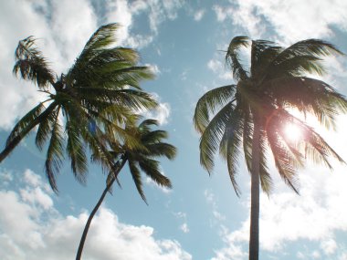 Plajda palmiye ağaçları. Brezilya