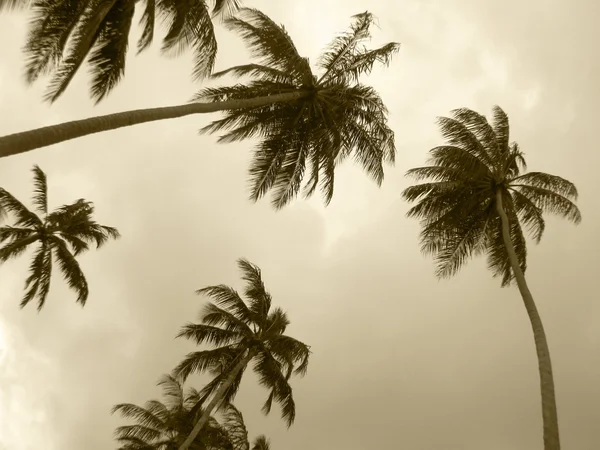 Palm trees in sepia tone. Brazil — Stock Photo, Image