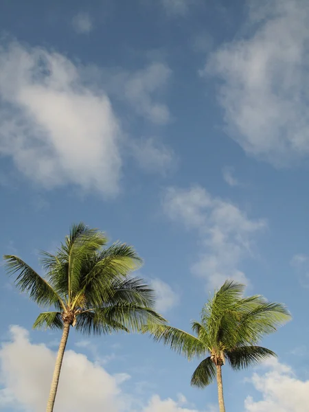 Palm trees over a blue sky — Stock Photo, Image