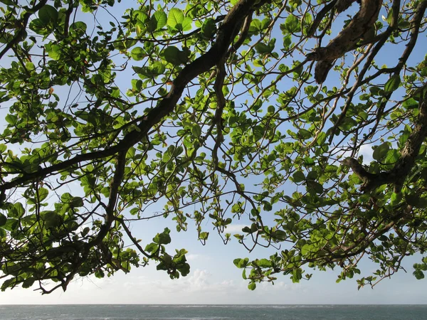 Árbol de ramas y el océano. Brasil — Foto de Stock
