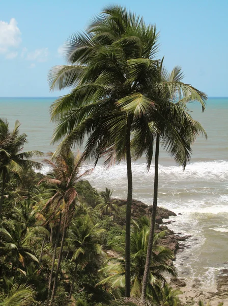 Palm trees on the beach. Brazil — Stock Photo, Image