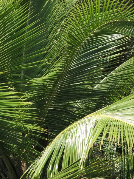 Palm tree leaves in Brazil. Salvador da Bahia — Stock Photo, Image