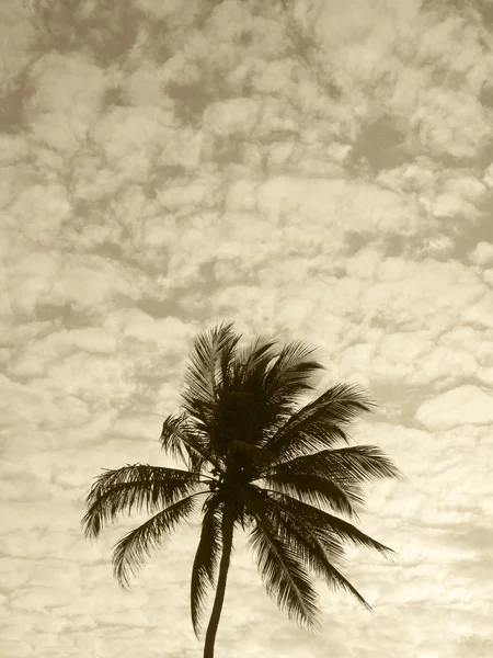 Palmboom in sepia toon. Brazilië — Stockfoto