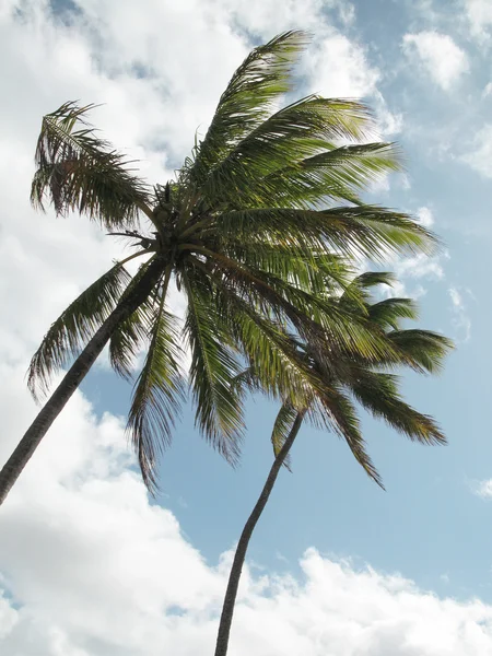 Palm trees on the beach. Brazil — Stock Photo, Image