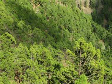 Çam ağacı orman İspanya. Kanarya Adaları. La Palma