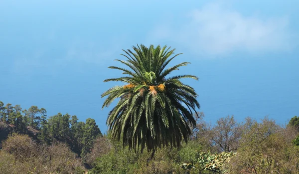 Palm tree in the coastline. Spain. Canary Island. La Palma — Stock Photo, Image