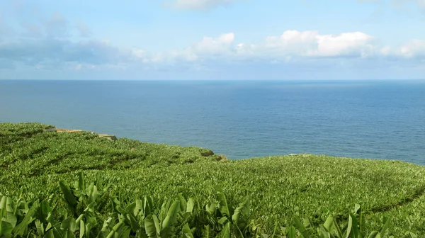 Banánové plantáže ve Španělsku. Kanárské ostrova. La Palma — Stock fotografie