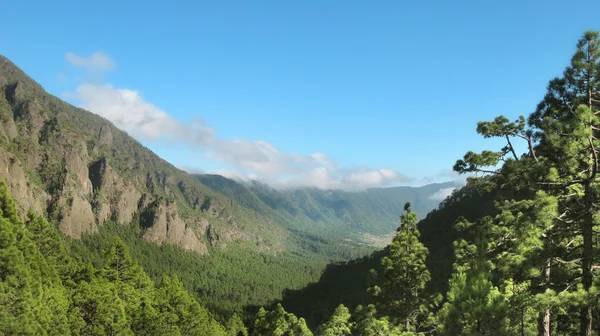 Furuskog i Spania. Kanariøyene. La Palma – stockfoto