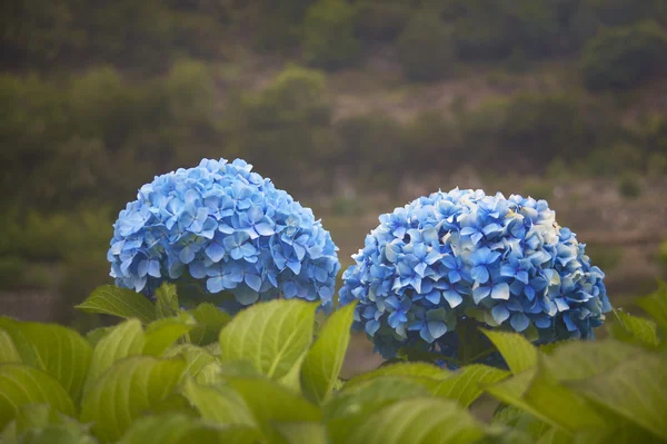 Hortensienblüte in blauem Ton mit grünem Hintergrund — Stockfoto