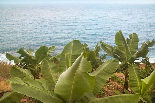 Банановое дерево у океана. Гомера. Канарские острова — стоковое фото