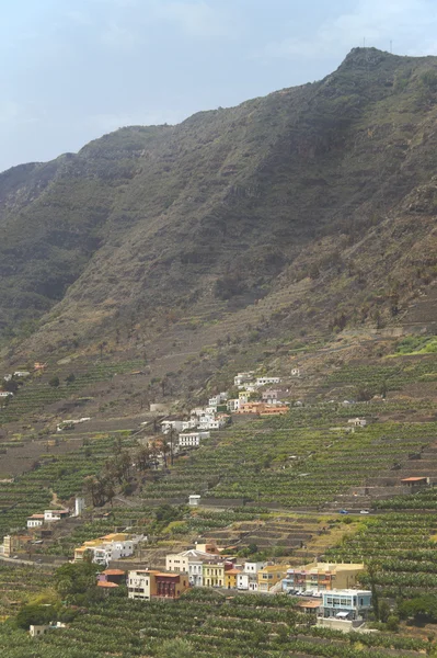 Muz ağacı plantasyon dağın içinde. Gomera. Kanarya adalar — Stok fotoğraf