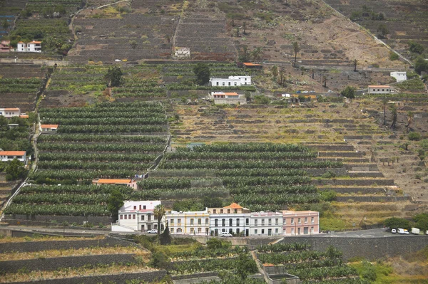 Muz ağacı plantasyon dağın içinde. Gomera. Kanarya adalar — Stok fotoğraf