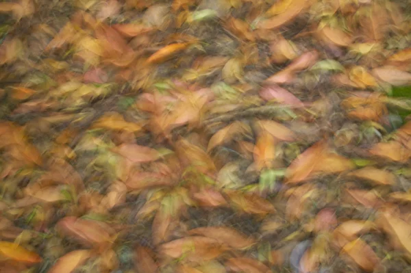 秋天的叶子在地面与模糊的效果 — 图库照片