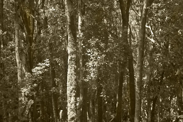 Laurisilva skog i sepiaton. Gomera. Kanarieöarna. Spanien — Stockfoto