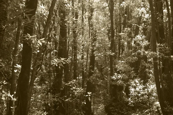 Bosque subtropical de laurisilva en Gomera. Canarias. España . — Foto de Stock