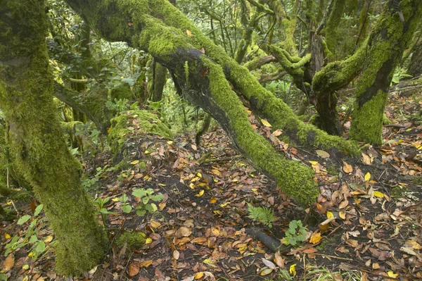 Bosque subtropical de laurisilva en Gomera. Canarias. España —  Fotos de Stock